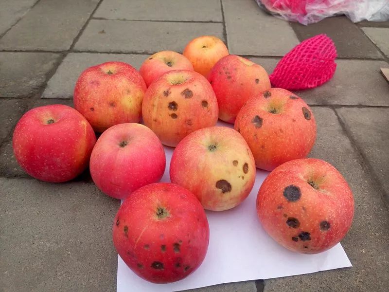 食品中的真菌毒素要怎么檢測(cè)？