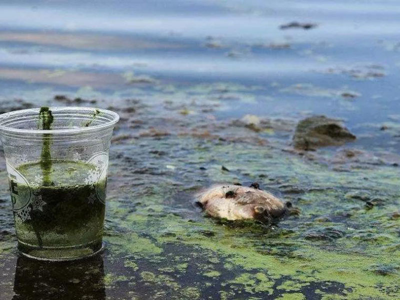 水質(zhì)生物毒性檢測(cè)儀可以測(cè)定工業(yè)排放污水嗎